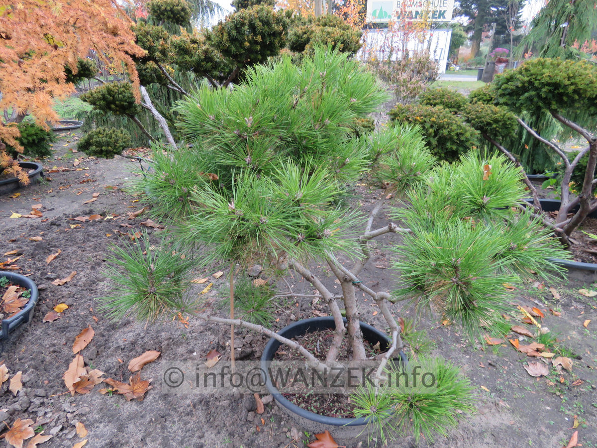 Pinus densiflora Pumila - Bonsai-Rohling.JPG